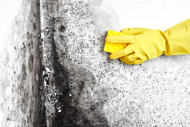 Best Mold Damage Repair  in Rockledge, PA