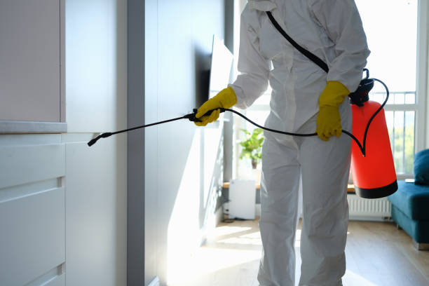 Attic Mold Removal in Rockledge, PA