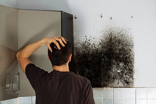 Mold Removal and Inspection in Rockledge, PA