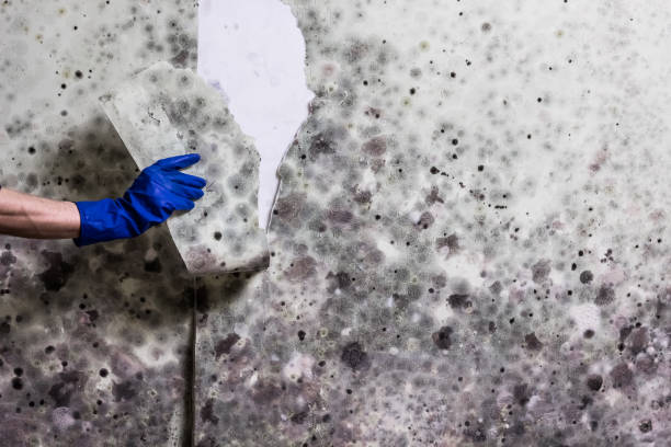 Best Emergency Mold Removal  in Rockledge, PA